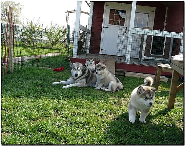 E Wurf 6 Wochen 480 1.jpg